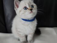 Süße BKH-Kitten, geb. 18.05.2025 - Nürnberg