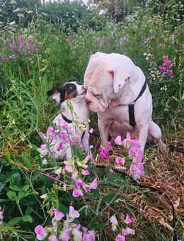 Deckrüde 91%American Bulldog - Kassel