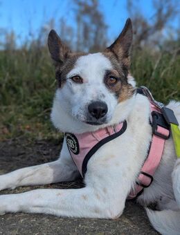 Julieta herzlos ausgesetzt- wartet lange - Blankenheim (Nordrhein-Westfalen)