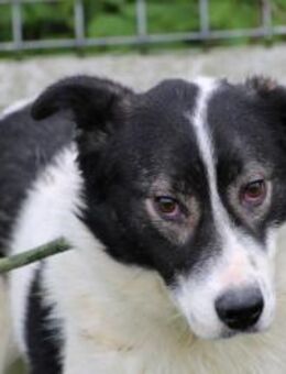 Maco - sensibel u. liebenswert - Lohra