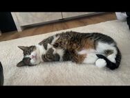 Katze sucht neues Zuhause - Kaiserslautern
