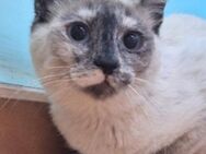 Menschenbezogene, ruhige Katze Massey - Karlsruhe