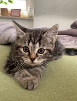Babykatze - Bottrop