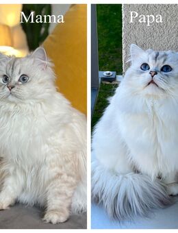 BLH-Kitten (männlich) sucht seine neue Familie. - Berlin