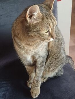 Sonnenschein Bilja sucht warmes Körbchen - Margetshöchheim