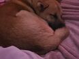Neues Zuhause gesucht Malinois mix in 24558