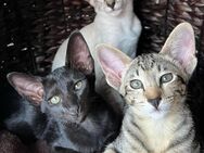 Orientalisch Kurzhaar Siam Kitten, männlich und weiblich - Kerpen (Kolpingstadt)