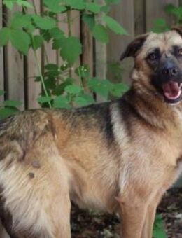 Rosi, Mischlingshündin, 4 Jahre - Wegberg