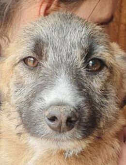 JOHN-wunderschöner Jung-Rüde, 40 cm(w) - Rösrath