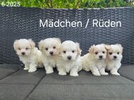 Bildhübschen Malteser Babys/ Chip - Simbach