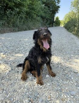 Distel - obdachloses Hundemädchen - Wettenberg