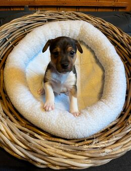 Jack Russell Welpen - Mauensee