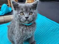 BKH Kitten Abgabereit/Reinrassig - Gimbsheim