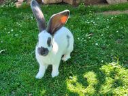 Deutsche Riesenschecken Hase Kaninchen - Hirzenhain