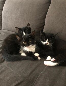 Babykatze - Gelsenkirchen