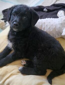 Caiden wünscht sich ein eigenes Körbchen - Grevenbroich