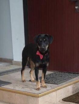 Velcro, Junghund sucht Zuhause - Unterföhring