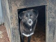 ✨ Neugieriger Junghund Gent 🐾 - Eislingen (Fils)