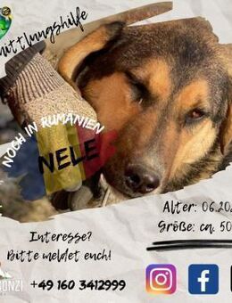 NELE - möchte die Welt erkunden - Waakirchen