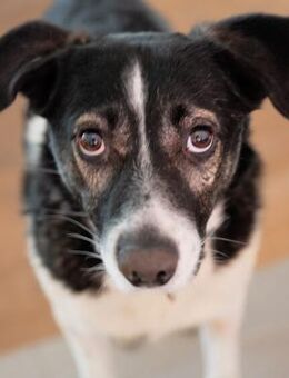 Maxi sucht seine Menschen - München