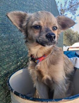 Kleiner Yoda sucht ein für immer Zuhause - Tornesch