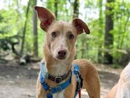 Linus - Podenco-Mix sucht seine Menschen - Berlin