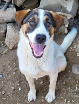 Maxima 💗 verspielt, aktiv, verschmust! - Hamburg