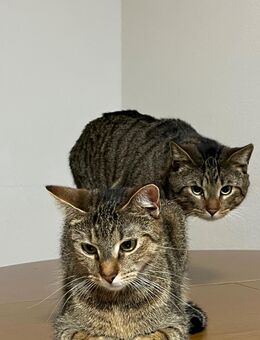 Zwei junge Katzen (1 Jahr) – liebevolles Zuhause gesucht - Potsdam