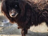 Athos sucht HOSPIZPLATZ - Weilheim (Oberbayern)