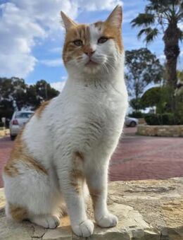 Flake - Fan von Aufmerksamkeit - Kirchheim (München)