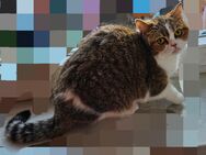 2 BKH Katzen suchen neues Kuschelbett - Dahme-Mark