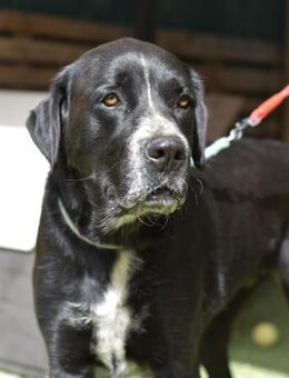 AISHA 😍 verträglich, brav, ruhig - Neudenau