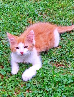 3х Sibirischen Waldkatze - Mix Kitten - Neustadt (Donau)