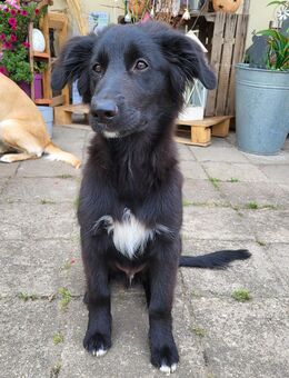 Bordercollie x Bordercollie Labrador Welpe, 4 Monate! Sehr gut erzogen! - Möckern Grabow