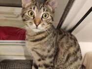 Katze Babsi - Garching (München)