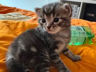 Zwei süße Katerbabys abzugeben - Köln