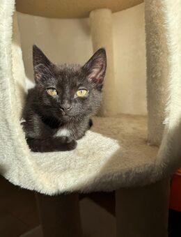 EKH / BKH mix Kitten abzugeben 🐾 - Fuldabrück