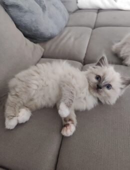 Heilige Birma Kitten geb 10.9 ein kleines Mädchen - Wittmar