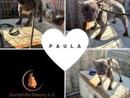 Zauberhafte Paula FB sucht Liebe PP - Neustadt (Rübenberge)