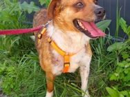 JASPER - liebe Seele sucht Herzmensch - Velbert