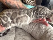 Bengal kitten Silber Kater 14 Wochen Abgabebereit - Dortmund