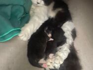 Britisch Langhaar Kitten - Hürth