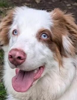 Vaiana - Australian Shepherd - 11 Monate - Tierhilfe Franken e.V. - Lauf (Pegnitz) Zentrum