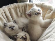 BKH Kitten mit Zubehör - Burscheid