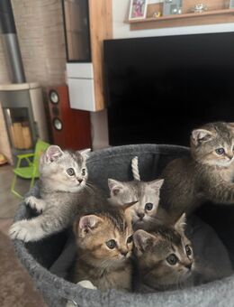 British Kurzhaar Katzen zum abgeben - Sulzbach-Rosenberg