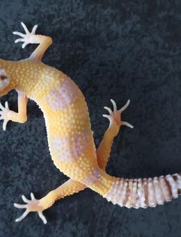 verschiedene Leopardgecko Männchen Weibchen 2025 - Berlin