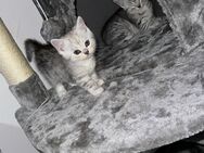 Liebevolle BKH Kitten suchen ein neues gemütliches Zuhause - Oberhausen