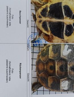 Griechische Landschildkröten NZ 2024 - Maselheim