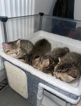 BKH Kitten zum abgeben - Frankfurt (Main) Ostend