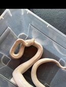 Kornnattern in 34549